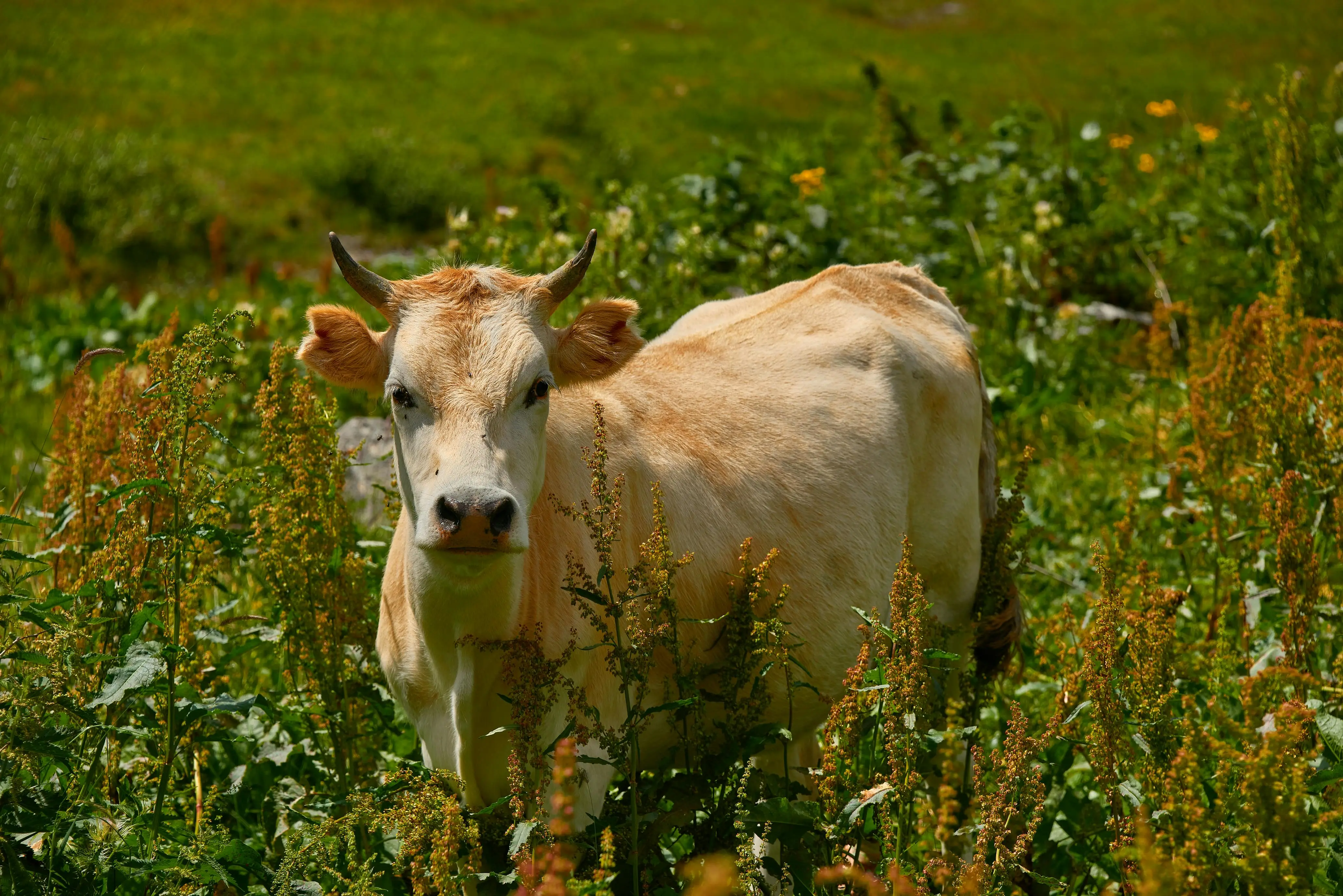 Healthy dairy cow - Premium animal nutrition