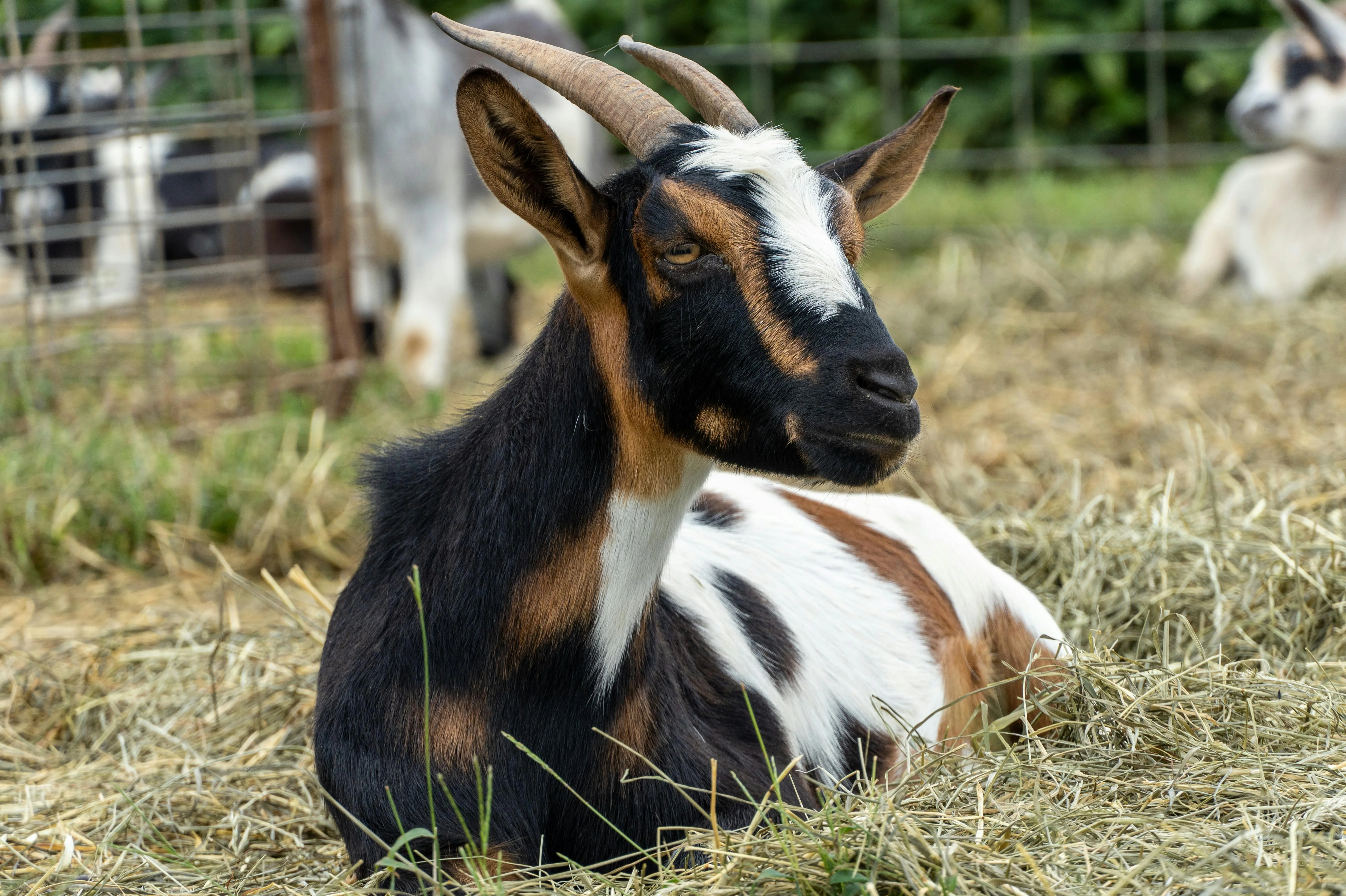 Healthy goat - Livestock health Products