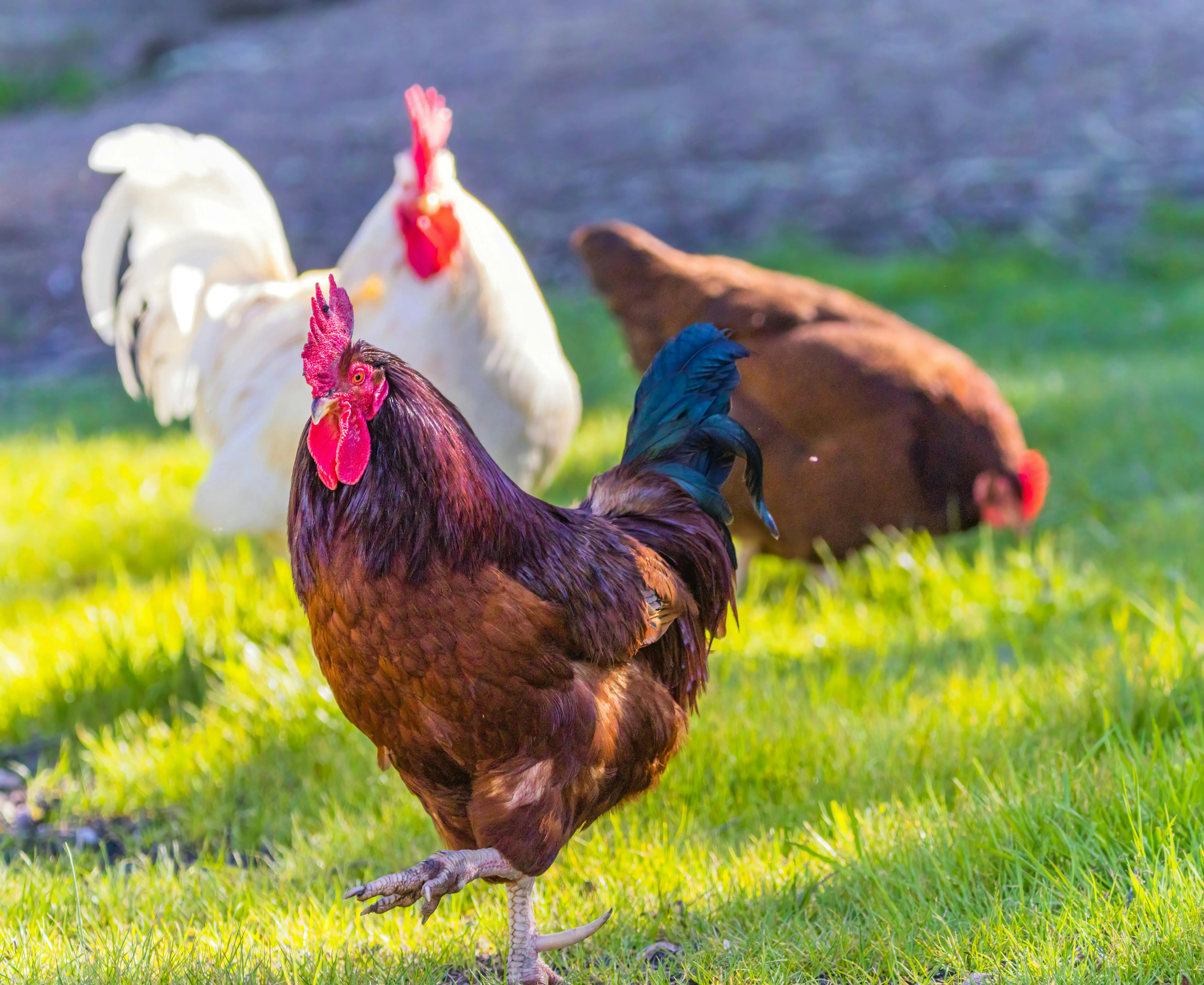 Healthy poultry chicken - Quality feed products